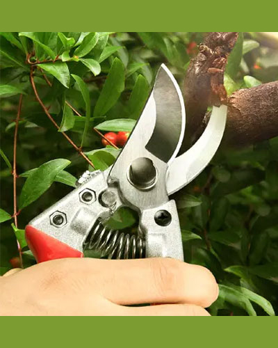 Pruning Tool  3