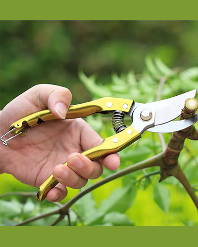 Pruning Tool  6