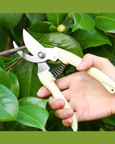 Pruning Tool  7
