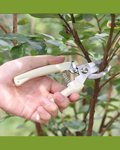 Pruning Tool  11