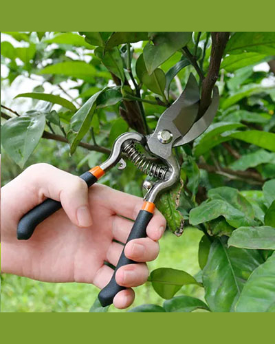 Pruning Tool  15
